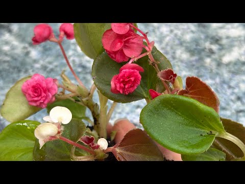 Видео: Новые сорта бегоний — такие вы точно не видели!