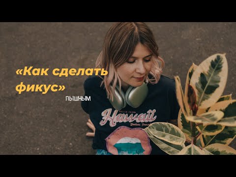 Видео: Как сделать фикус пышным