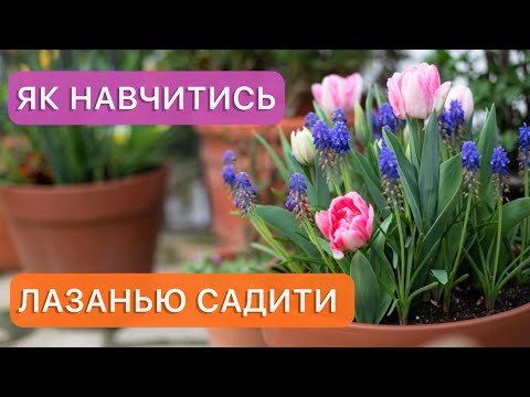 Видео: Новий спосіб посадки тюльпанів, нарцисів, мускарі. Безперервне цвітіння протягом кількох місяців