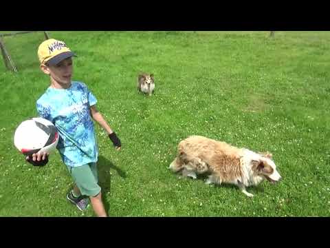 Видео: Lauku Sēta мини зоопарк Озолниеки "JAUNAUDZES", Brankas, Cenu pagasts, Jelgavas novads, LV-3043