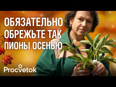 Видео: Что важно сделать с ПИОНАМИ, ИРИСАМИ И ФЛОКСАМИ ОСЕНЬЮ, чтобы они роскошно цвели в следующем году?