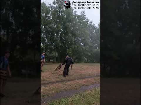 Видео: Немецкая овчарка Альфа. Тренировка по защите (ЗКС). Тольятти, 20 июля 2024.