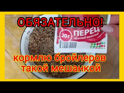 Видео: Кормление бройлеров мешанкой с красным перцем. Профилактика от глистов бройлеров и кур перед забоем