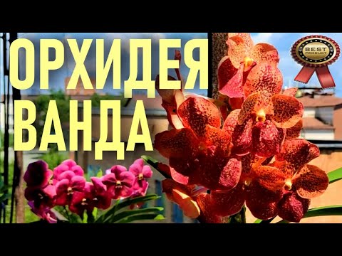 Видео: ORCHID VANDA, ОРХИДЕЯ ВАНДА - ТОНКОСТИ УХОДА, СОДЕРЖАНИЯ, ПОЛИВА, ДЛИТЕЛЬНОСТЬ ЦВЕТЕНИЯ. ОТ А ДО Я!