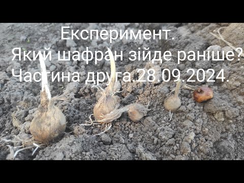 Видео: Експеримент.Який шафран зійде раніше? Частина друга.