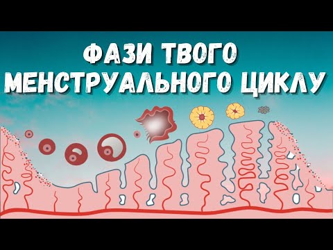 Видео: ЩО САМЕ ВІДБУВАЄТЬСЯ ПРОГЯТОМ МЕНСТРУАЛЬНОГО ЦИКЛУ?