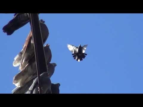 Видео: Как должна правильно приезжать вакцина, ну и первые потери от хищника.......