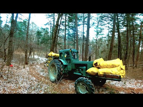 Видео: БУДНИ ПРОМЫСЛА КЕДРОВОГО ОРЕХА, СКУЧНО И ОДНООБРАЗНО)