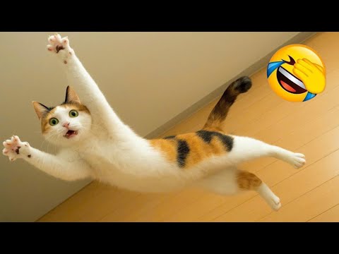 Видео: Самый смешной клип про кошек и собак 2025 года😼🐶Попробуйте не засмеяться😜 #200