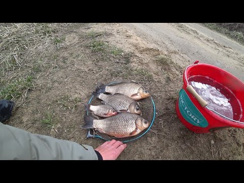 Видео: ТАКИХ КАРАСЕЙ Я ДАВНО НЕ ЛОВИЛ!!! ЛОВЛЯ КРУПНОГО КАРАСЯ НА ФИДЕР РАННЕЙ ВЕСНОЙ. РАЗВЕДКА УДАЛАСЬ))))