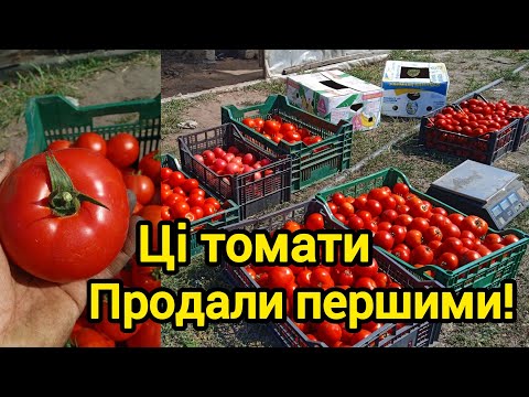 Видео: Огляд гібридних томатів. Які продали першими.