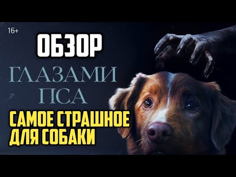 Видео: Глазами пса. Обзор. Самое страшное для собаки.