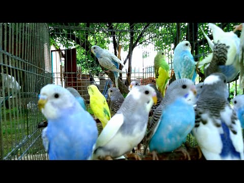 Видео: ЭТИ ВОЛНИСТЫЕ ПОПУГАИ ПРЕТЕНДУЮТ НА ЗВАНИЕ САМЫЕ КРАСИВЫЕ В МИРЕ !!!