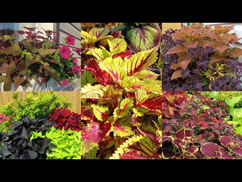 Видео: Колеусы в июле. 17.07.2024.