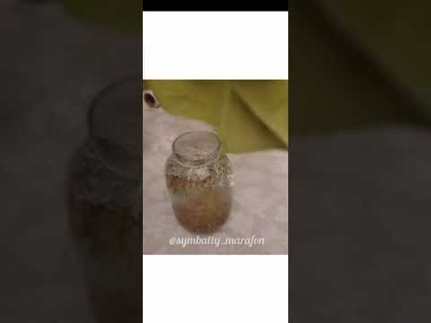 Видео: Чудо кампот