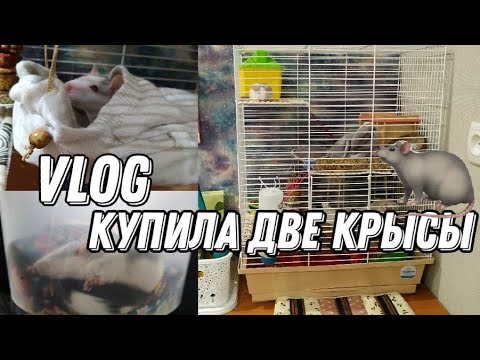 Видео: VLOG: Я КУПИЛА КРЫС!