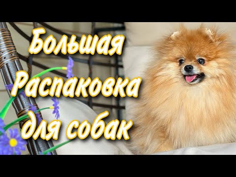 Видео: Распаковка для собак 🐾 игрушки и лежанки | 2 розыгрыша 🎁