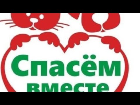 Видео: 9 октября 2025 г.