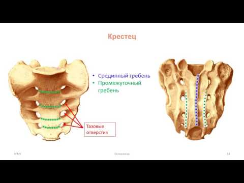 Видео: Кости скелета туловища