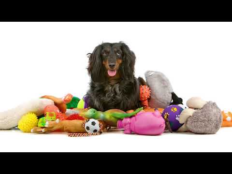 Видео: Что купить перед приобретением щенка?