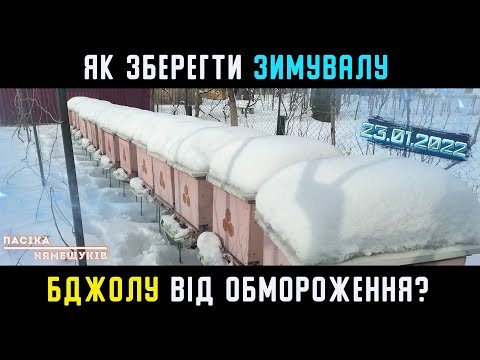 Видео: Як краще зберегти зимувалу бджолу?