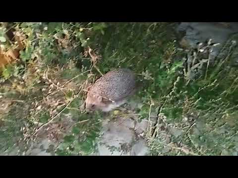Видео: Деловой ёж 