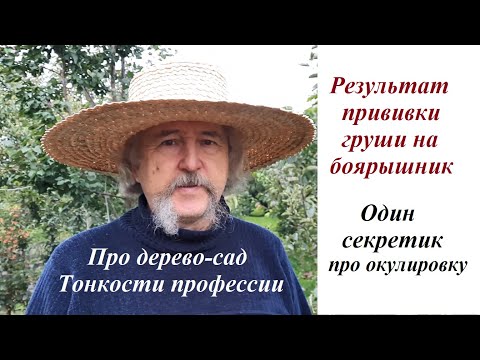 Видео: Одна особенность окулировки. Результат прививки груши на боярышник