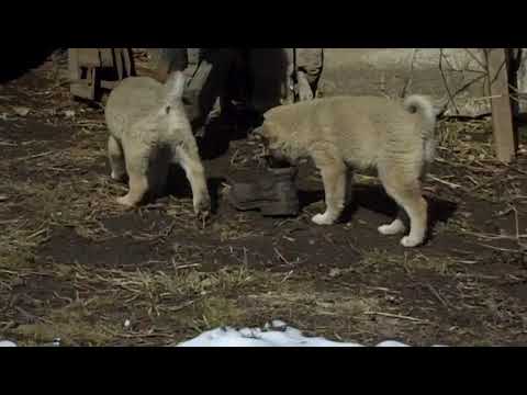 Видео: Щенки Камы в 2 месяца.