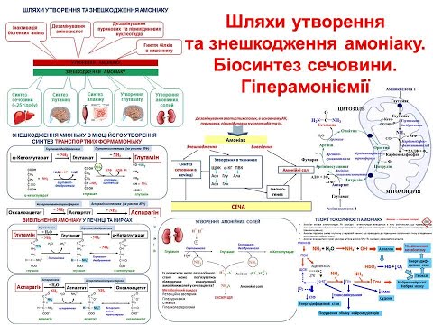 Видео: Крок 1 Біохімія. Шляхи утворення та знешкодження амоніаку. Біосинтез сечовини. Гіперамоніємії