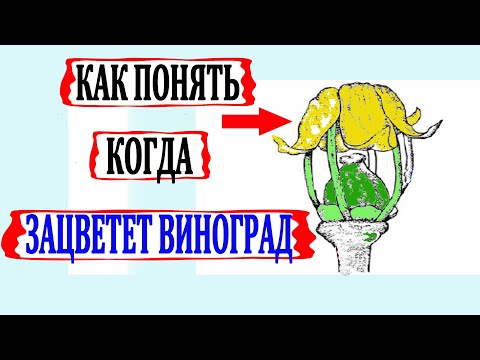 Видео: 🍇 Вот для чего нужно 100% ОПРЕДЕЛИТЬ начало ЦВЕТЕНИЯ ВИНОГРАДА. Как это сделать? Что такое колпачки?