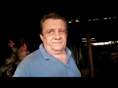 Видео: особенности кормления нутрий