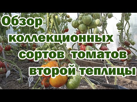 Видео: Обзор коллекционных сортов томатов второй теплицы