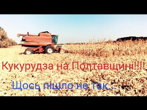 Видео: 🆘Полтавщина‼️🤯 Врожай Кукурудзи🤔 Такого врожаю Не Очікував Ніхто🤫‼️