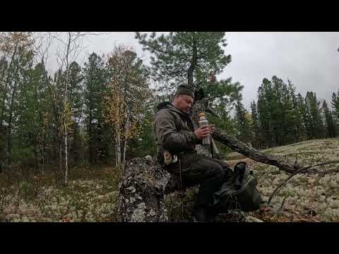 Видео: Будни в тайге!!! Ищу глухарей с молодыми лайками!!! Серия 3/4