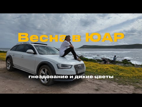 Видео: VLOG: Весна в ЮАР. Гнездование и африканские дикие цветы