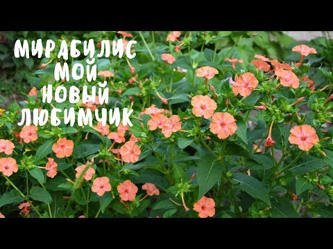 Видео: МИРАБИЛИС - МОЙ НОВЫЙ ЛЮБИМЧИК. Мои цветы. Мой опыт.