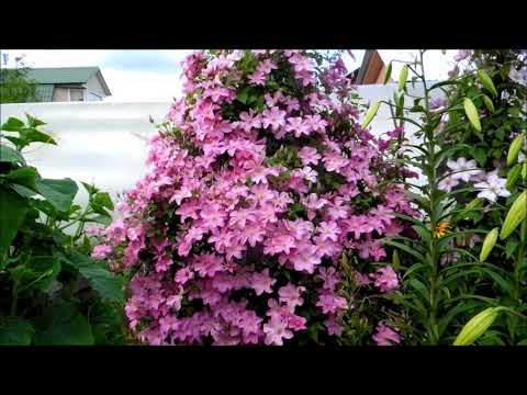 Видео: Мои клематисы. Сорта. Лето 2019.