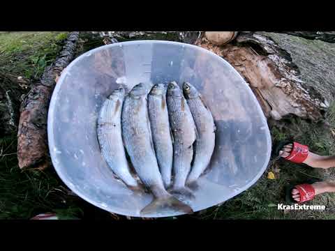 Видео: #46 По реке #Мана на моторе с винтом (от Усть-Маны до манской петли)