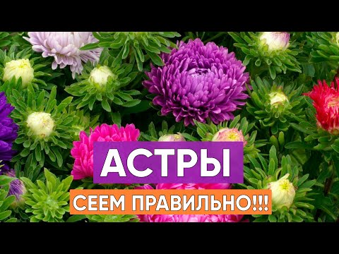 Видео: Как правильно посеять астры из семян? Легкий способ выращивания красивых астр!