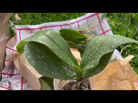 Видео: РАСПАКОВКА НОВЫХ ОРХИДЕЙ🌞🌈 Бабочки и Mituo