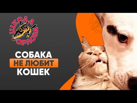 Видео: Что делать, если собака не любит кошек?