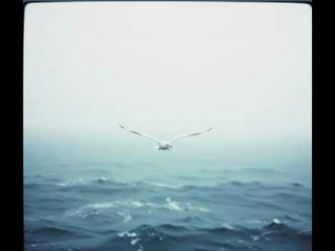Видео: Как одинокий птах