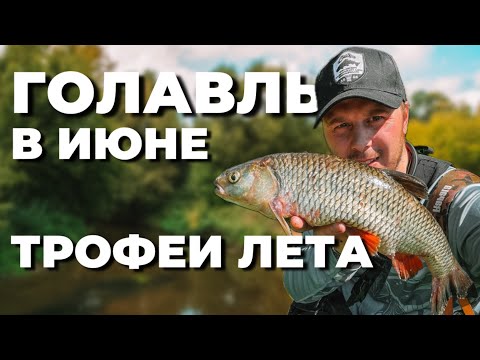 Видео: ГОЛАВЛЬ В ИЮНЕ! ТРОФЕИ ЛЕТА на малой реке. Рыбалка на спиннинг
