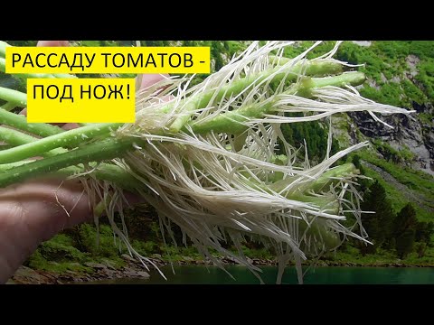 Видео: Можно ли резать рассаду томатов и укоренять? Ольга Чернова