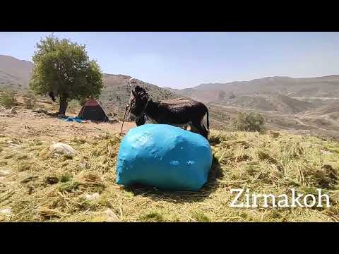 Видео: 🌿 Коллекция об аллигаторе как старый урок | Трудности, дружба и красота