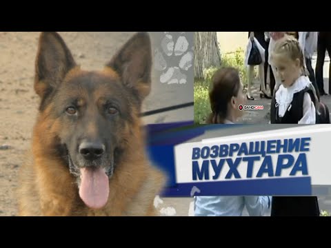 Видео: Возвращение Мухтара 4 сезон   77 серия