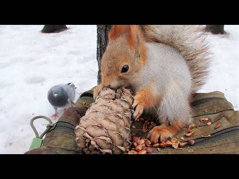 Видео: Толстой не было две недели и вот она появилась / Tolstaya was gone for two weeks