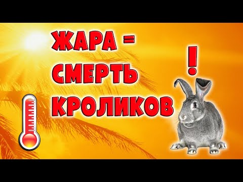 Видео: ЖАРА = СМЕРТЬ ДЛЯ КРОЛИКОВ