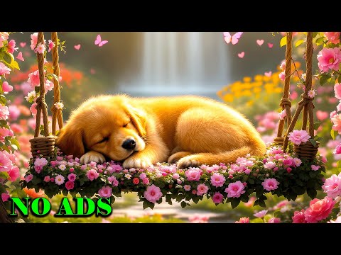 Видео: Расслабляющая музыка для сна собак в прямом эфире 24/7 🐶 Комфорт и снятие стресса для собак | Puppy