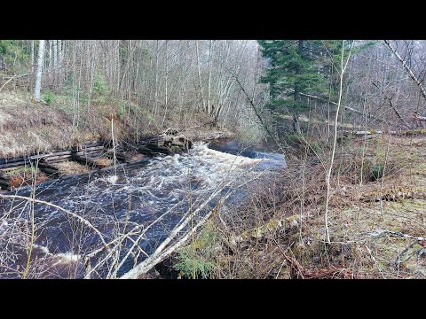 Видео: Тихвинка. Апрель 2025. Вся река завалена лесом.